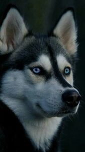 Siberian Husky
