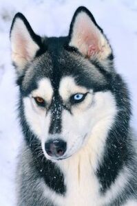 Siberian Husky