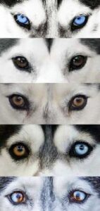 Siberian Husky