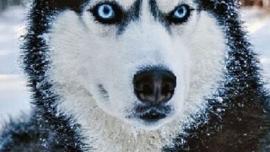 Siberian Husky