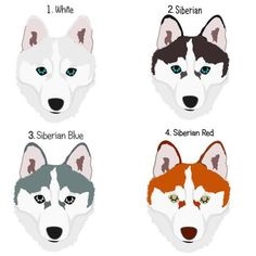 Siberian Husky 