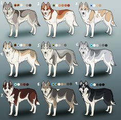Siberian Husky