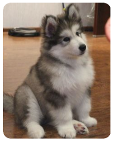 Alaskan Malamute