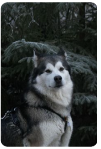 Alaskan Malamute