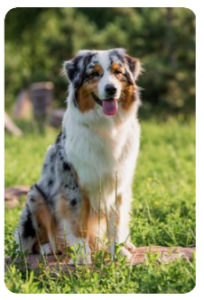 Australian Shepherd