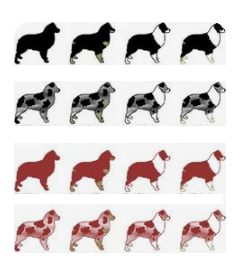 Australian Shepherd