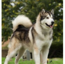 Alaskan Malamute